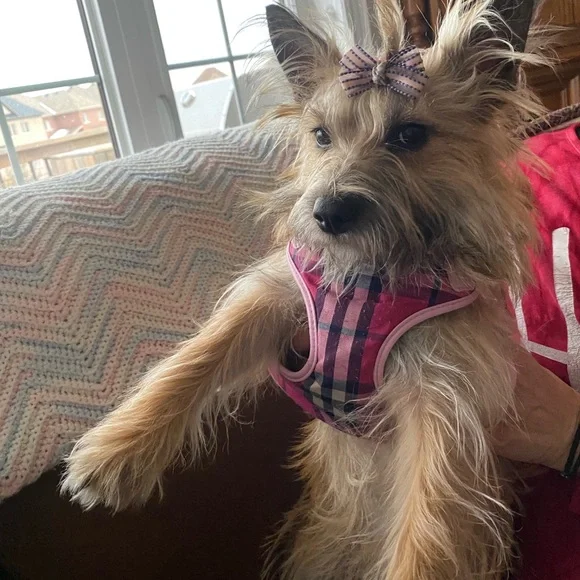 Meet your Posher, Elizabeth - Picture 3 of 16